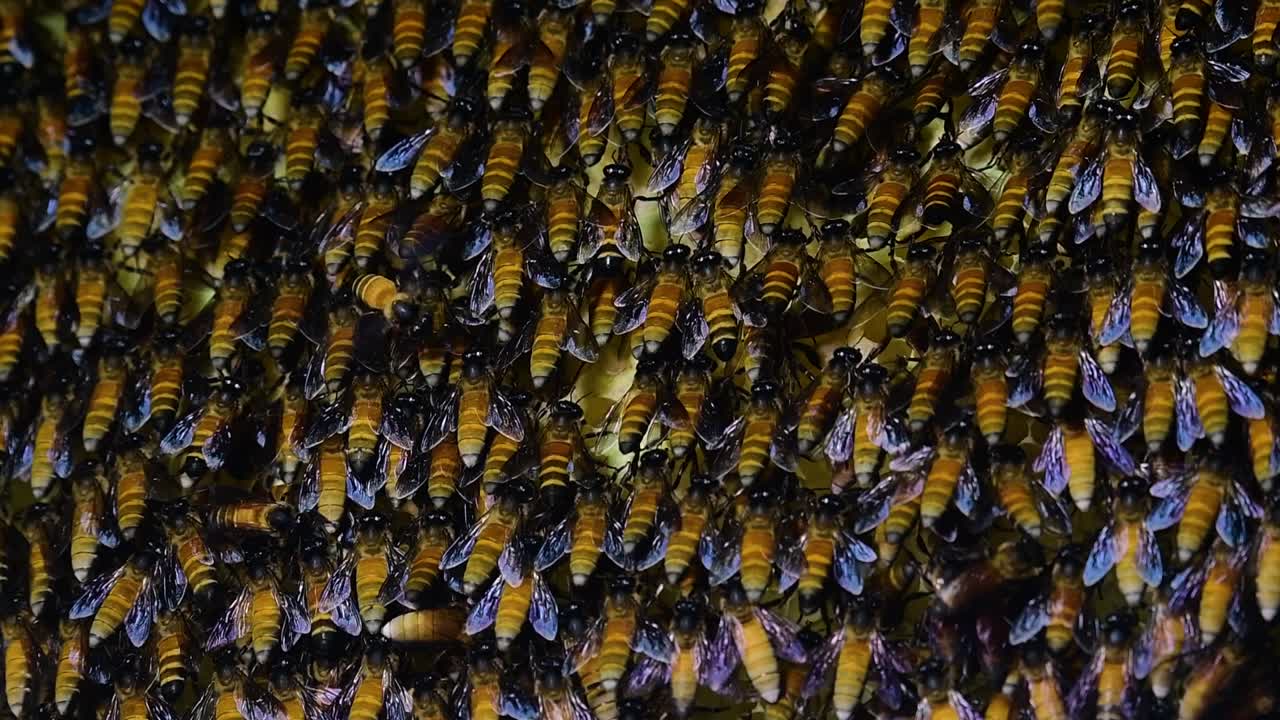 se sabe que las abejas melíferas gigantes construyen grandes colonias de nidos con bolsillos simétricos hechos de cera para almacenar miel como fuente de alimento.