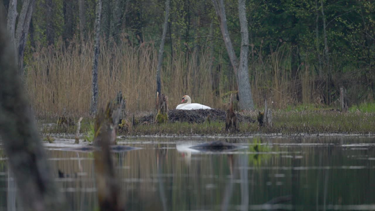 Intimate footage of a female swan resting  in her nest, set against the backdrop of a mysterious swamp