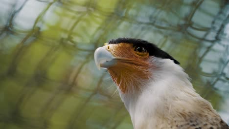 caracara crestado de aspecto feroz gira la cabeza para dar una mirada de muerte