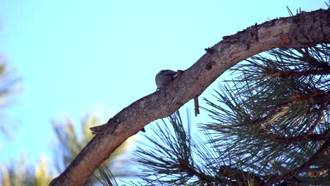 Pequeño-Pájaro-Carpintero-En-La-Rama-De-Un-árbol