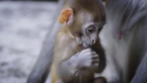 Baby-Asiatischer-Makakenaffe-Spielt-Und-Schaut-In-Die-Kamera