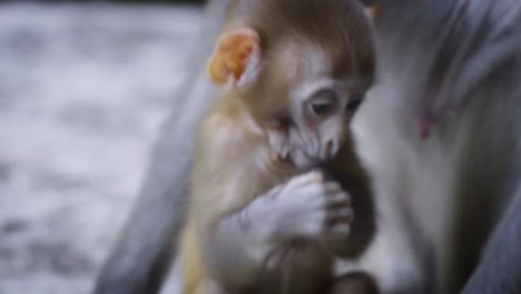 mono macaco asiático jugando y mirando a la cámara