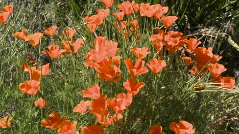 Zoomen-Sie-Aus-Kalifornien-Heraus-Mohnblumen-Blühen-In-Ojai,-Kalifornien