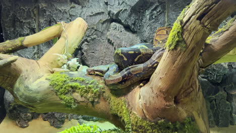 a boa snake sleeping coiled on a tree branch with moss on it in a sandy cave