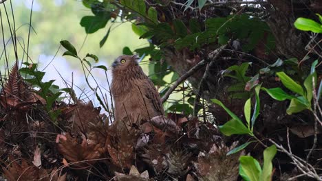 Camera-zooms-out-while-this-owl-looks-up-to-the-left,-Buffy-Fish-Owl-Ketupa-ketupu,-Juvenile,-Thailand