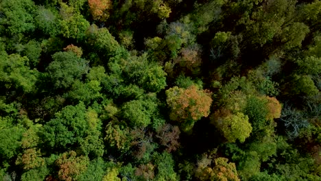 green environment in forest climate of new hampshire, usa - aerial overhead drone top view