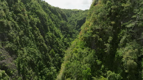 Cañón-San-Cristóbal-Puerto-Rico-Tropical-Forest-On-A-Sunny-Day