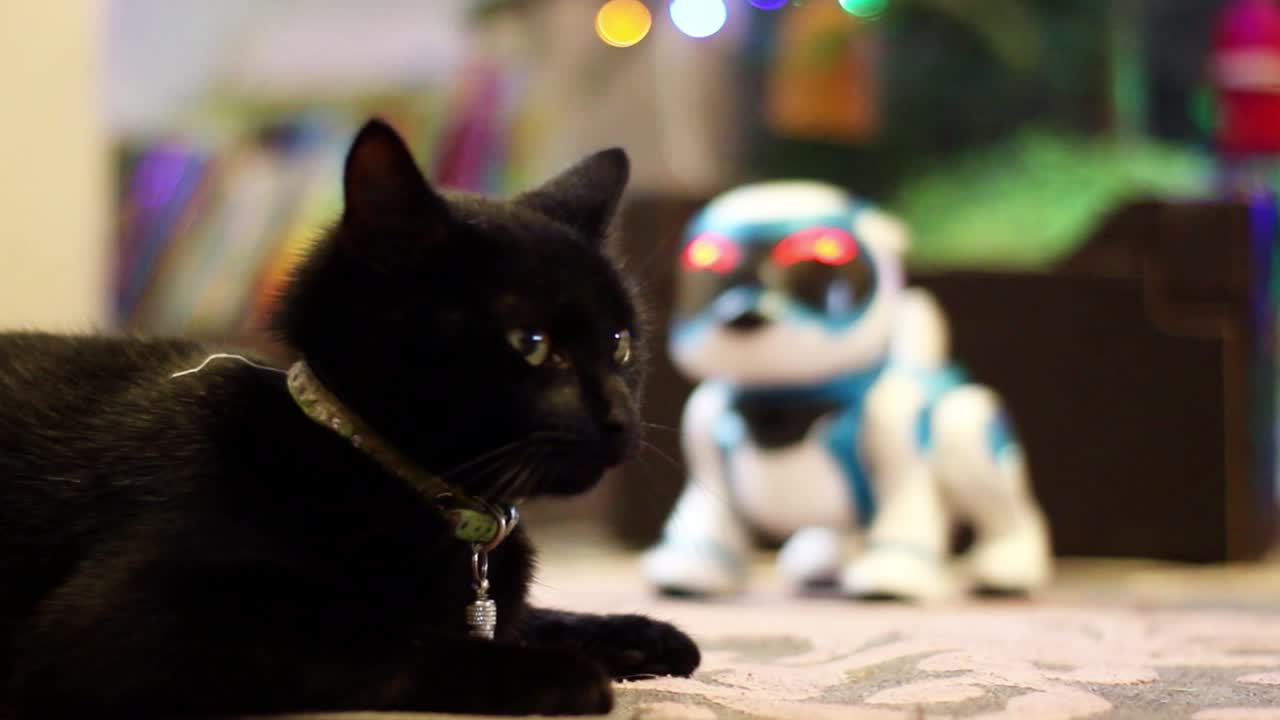 la reacción de un gato negro a un perro robot de juguete.