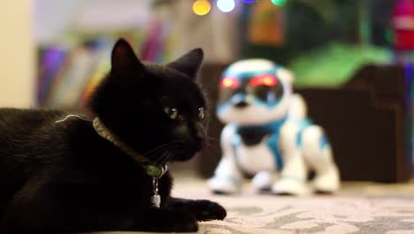 Black-cat's-reaction-to-a-robot-toy-dog