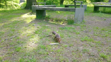 one small squirrel walking on green grass by cement benches towards and looking at camera, pan close up