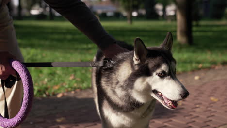 pet owner with his dog