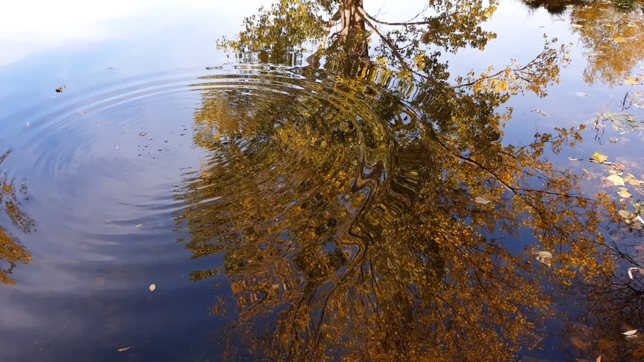 tirando una piedra al agua de un lago tranquilo con un reflejo de un colorido árbol de otoño