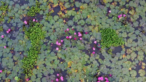 Nenúfar-Crece-Con-Musgos-Y-Pastos,-Nenúfar-En-El-Arroyo,-Estanque-Río-Mar,-Nenúfar-Floreciendo,-Hermosa-Toma-Aérea,-Grupo,-Flor,-Campo,-Arriba