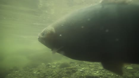 Spawning-ground-of-rainbow-trout-in-fresh-water-tributary,-underwater-shot