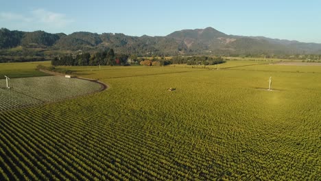 Wegziehen-Des-Großen-Weinbergs-Im-Napa-Valley-Mit-Gelbem-Traktor