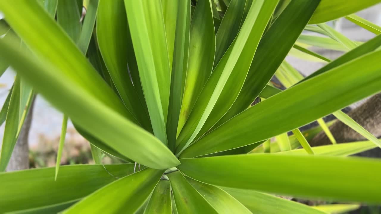 Close up of Palm tree plant.