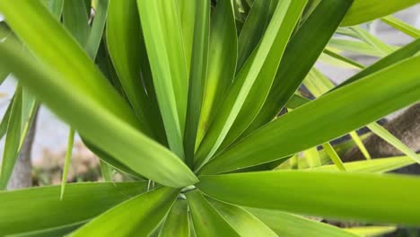 close up of palm tree plant.