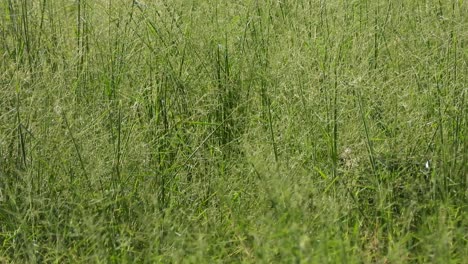 white - breasted waterhen. finding -walking