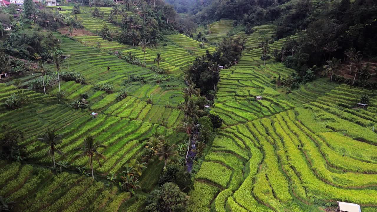 campos de arroz en terrazas, vuelo de avión no tripulado a través del valle natural de jatiluwih, ascensor que revela el fondo místico de bali, indonesia