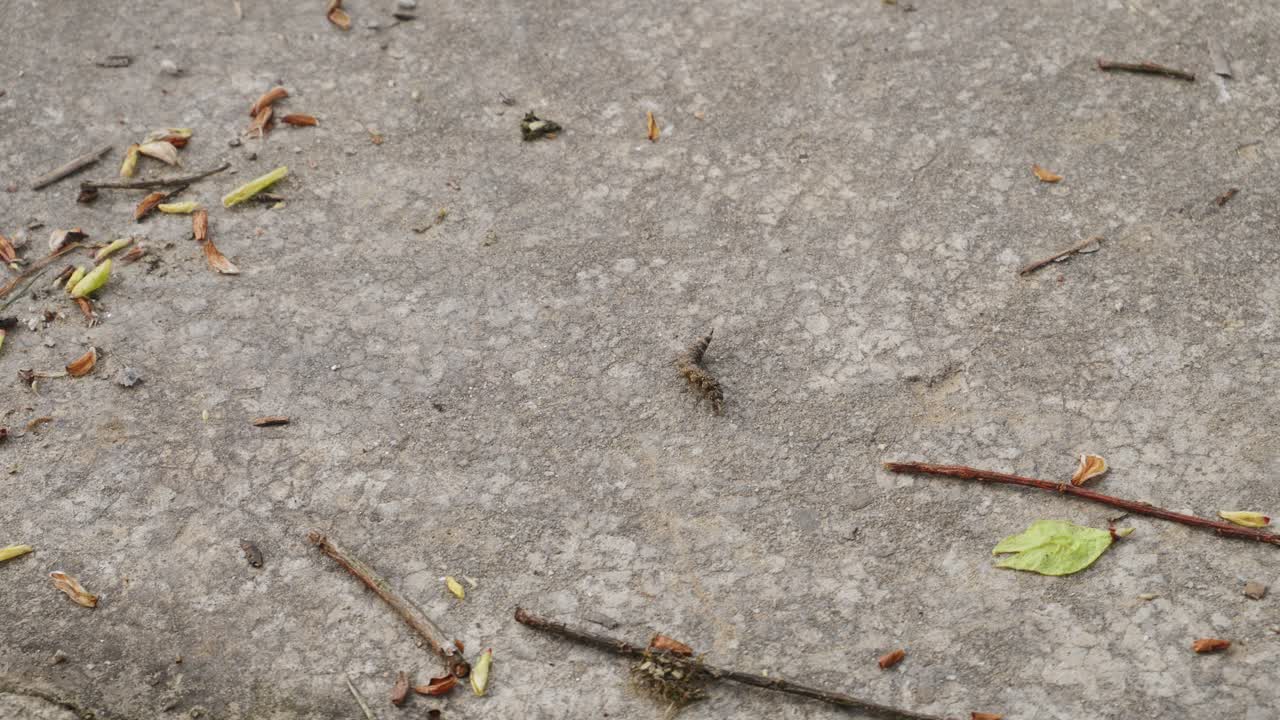 Un bruco che si contorce sul cemento