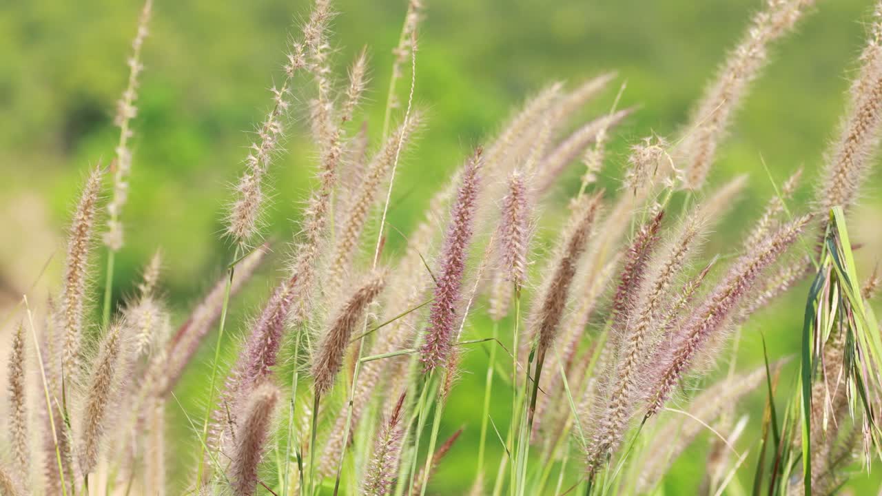 Fluffy Grass Flowers in a Meadow
