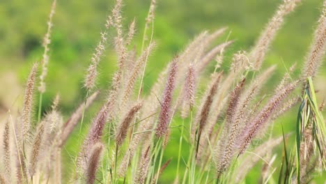 fluffy grass flowers in a meadow