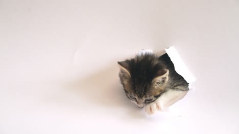 kitten putting it's head through torn hole in white paper