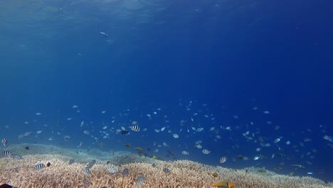 Fischschwarm,-Der-Auf-Dem-Riff-Unter-Dem-Hellblauen-Meer-Schwimmt---Weitschuss