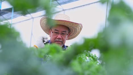 farmer checking fresh organic vegetable in hydroponic smart farm, produce harvest vegetable  agriculture with business, healthy clean food concept.