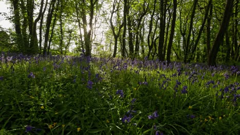 bluebell forest