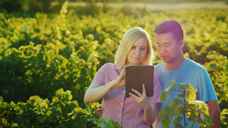 a pair of farmers use the tablet on the background of the vineyard beautiful light in front of the s