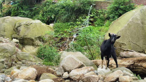 a mountain goat balances on rocky terrain near a small waterfall in rural sa pa, vietnam, capturing wild movement, nature, and local authenticity.