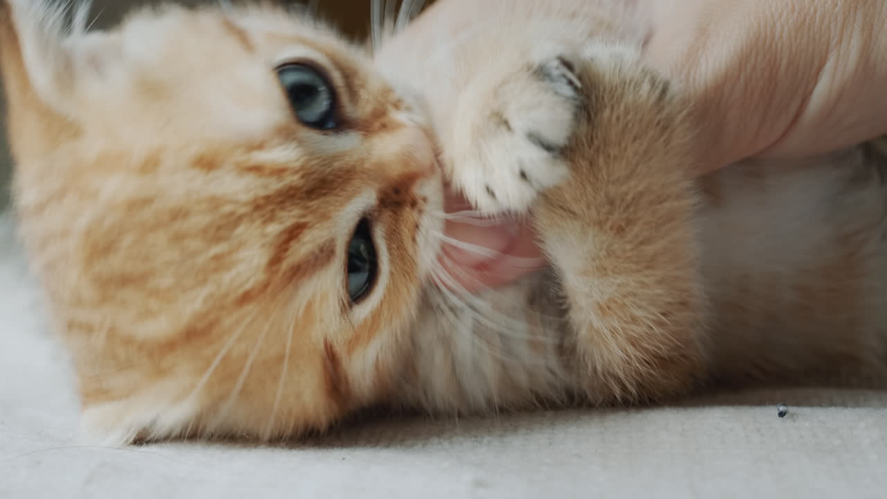 The owner plays with a pet - a red kitten. Cat bites and licks a finger