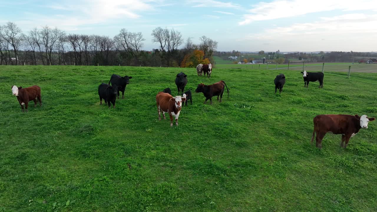 Bovini da carne nel prato