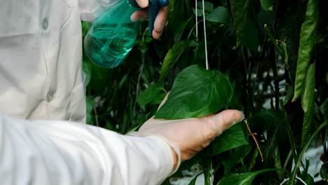 Scientist-watering-plants-in-the-greenhouse-4k