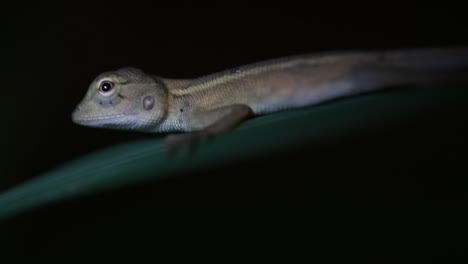 The-Oriental-Garden-Lizard-is-also-called-the-Eastern-Garden-Lizard,-Bloodsucker-and-Changeable-Lizard