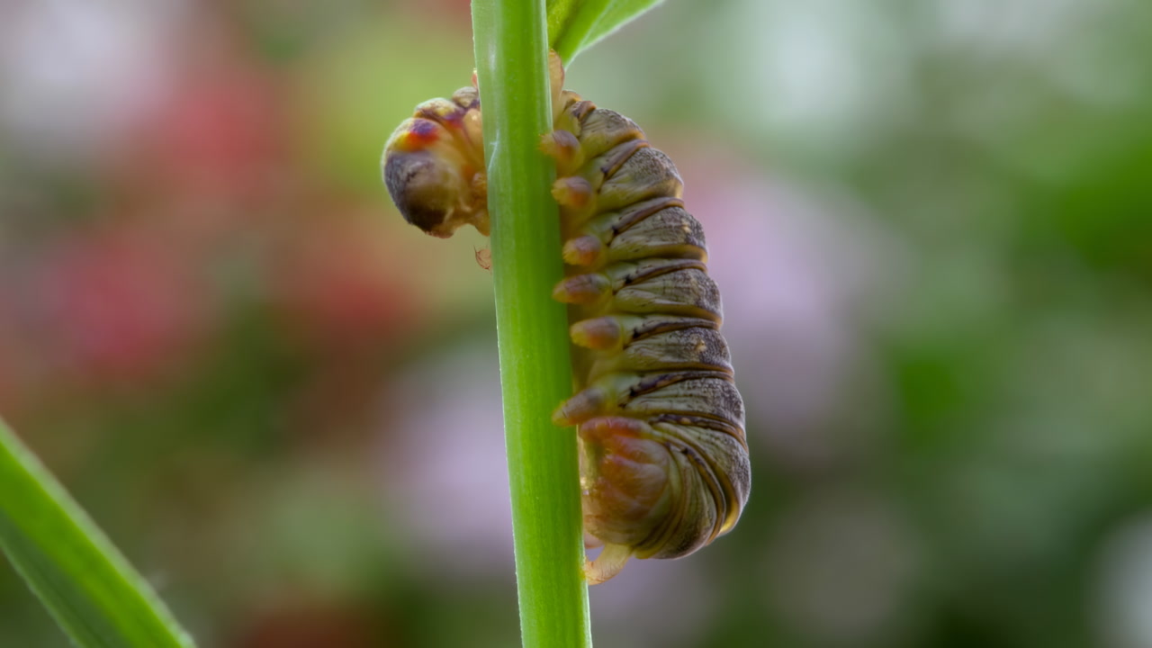 Close-up of a Caterpillar Crawling on a Green Stem