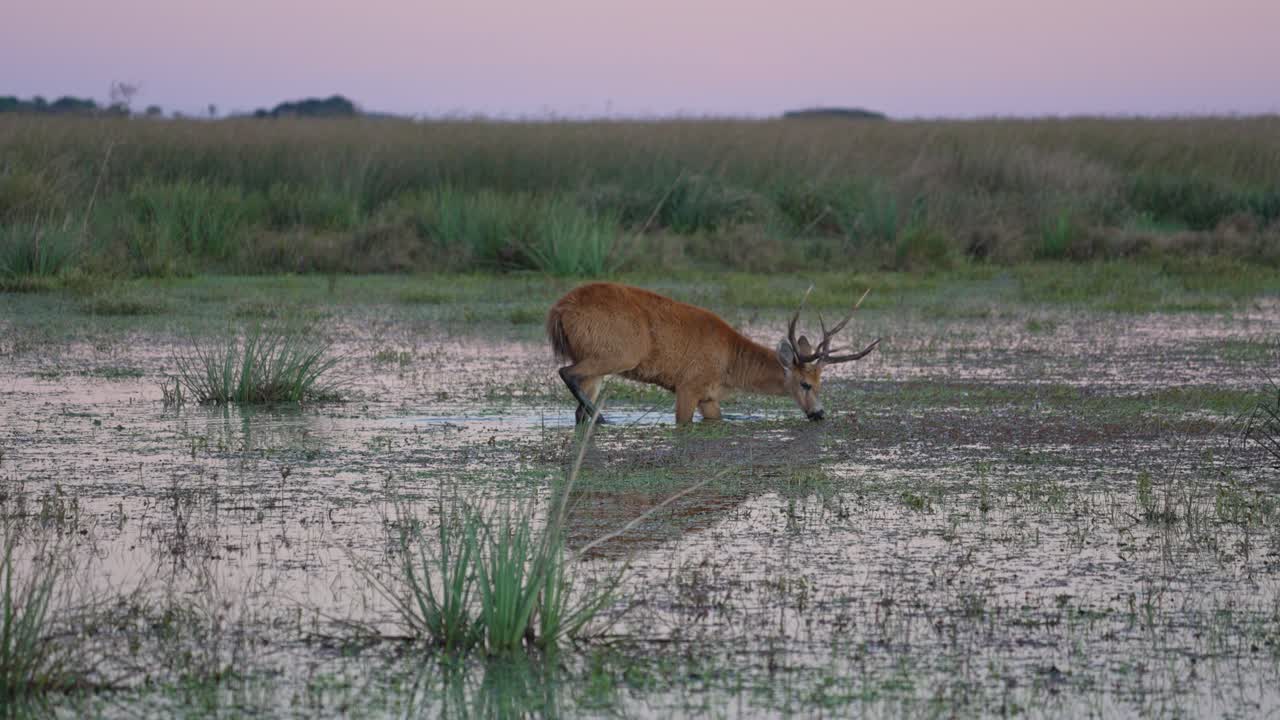 Marsh deer feeds in knee deep water, pulling grass as wetland reflects soft colored sky