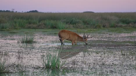 marsh deer feeds in knee deep water, pulling grass as wetland reflects soft colored sky