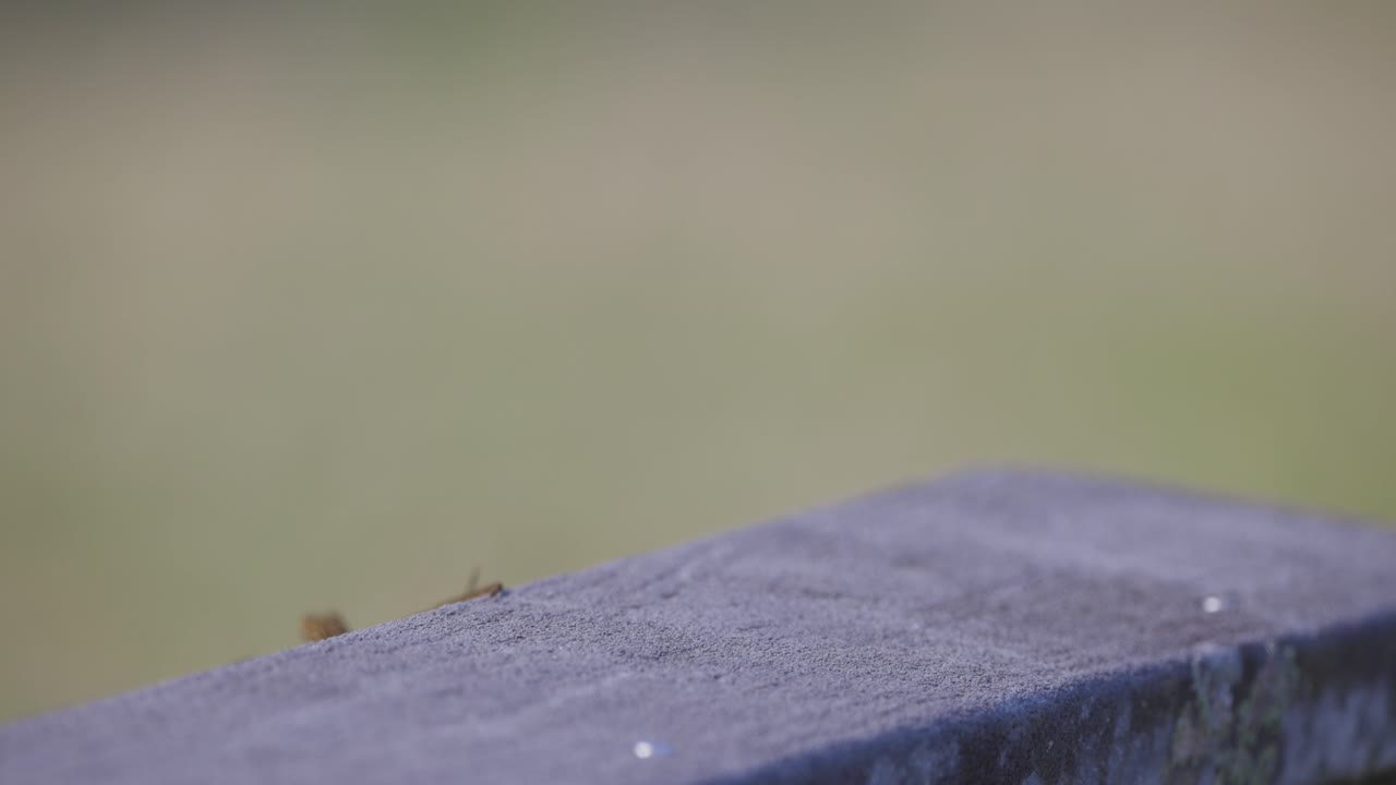 콘크리트 위에 앉아있는 쿠바 갈색 아놀 도마이 플로리다에서 도망쳤습니다.