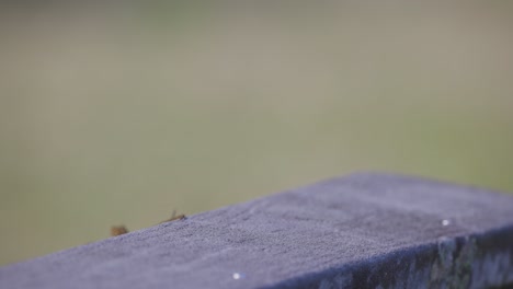 Cuban-brown-anole-lizard-sitting-on-concrete-run-away-in-Florida