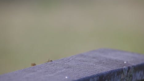 lagarto anole marrón cubano sentado en el hormigón huye en florida