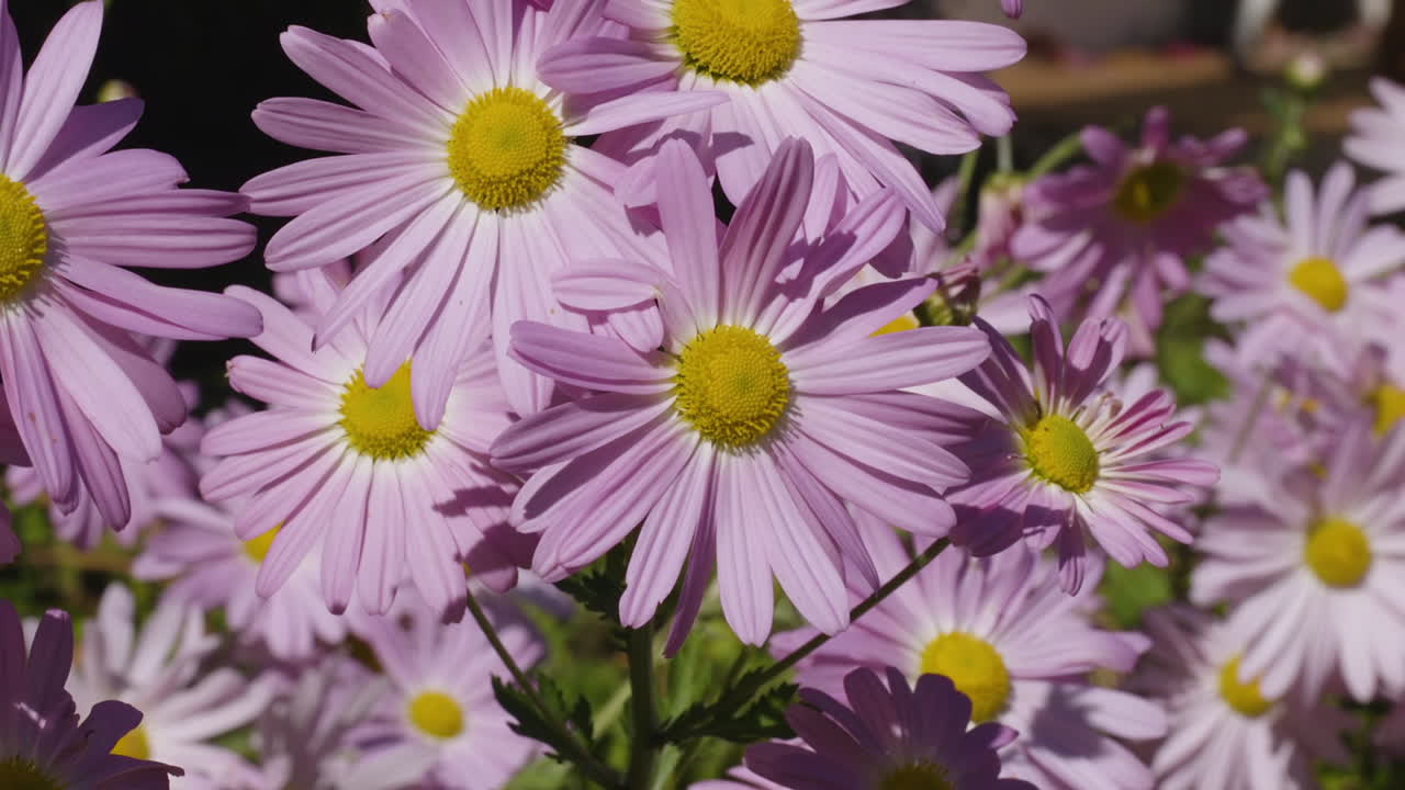 Cluster of Michaelmas daisies on a bright and windy day