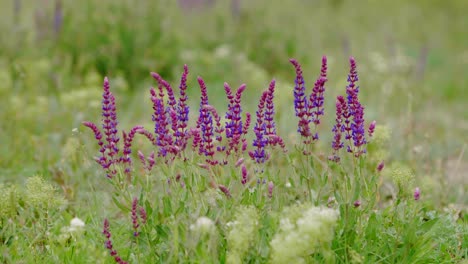 Purple-meadow-flowers-moving-in-the-wind,-landscape-establishing-shot