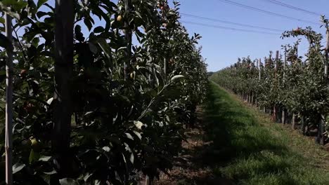 Clean-shot-of-apple-trees-from-fruit-orchard-in-'s-Gravenpolder,-Zeeland,-Netherlands