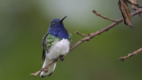 white-necked jacobin  male perched on twig