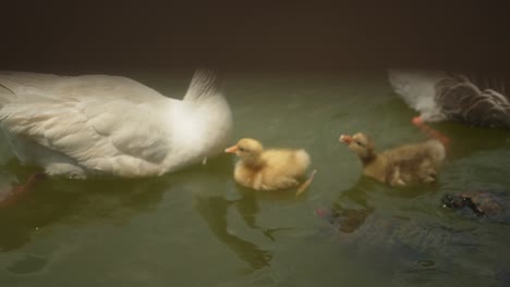 Cerrar-Una-Familia-De-Patos-Con-Pequeños-Patitos-Nadando-En-Un-Estanque,-Amor-Familiar-Y-Vínculos