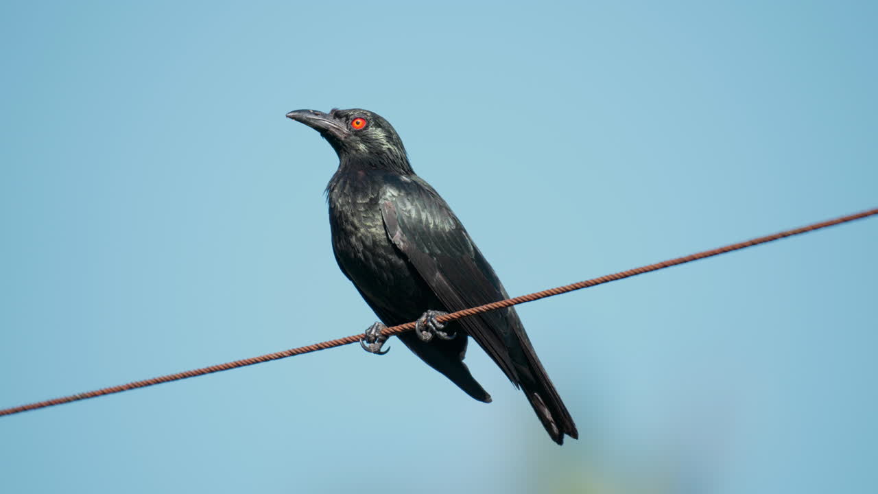 Voksen asiatisk glansstær, der sidder og hviler på en ledning eller metalkabel på en solskinsdag i Malaysia