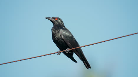 Pájaro-Estornino-Brillante-Asiático-Adulto-Encaramado-Descansando-Sobre-Alambre-O-Cable-De-Metal-En-Un-Día-Soleado-En-Malasia