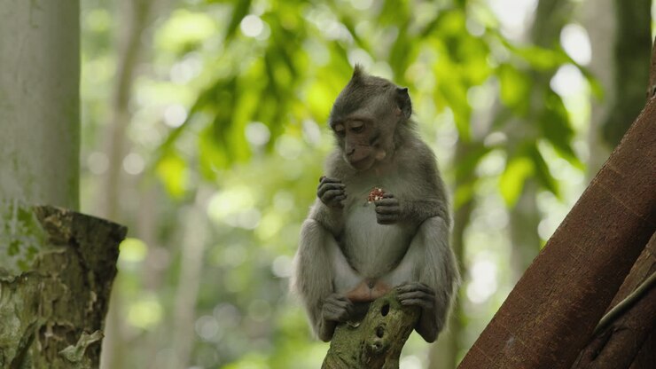 Baby Monkey Eating in a Tree